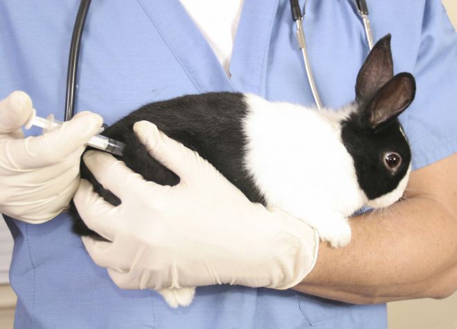 чем лечить ушного клеща у кроликов