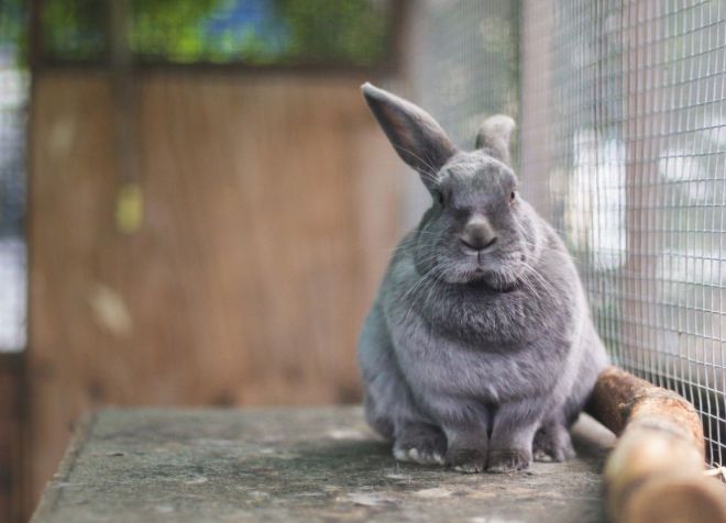 профилактика ушного клеща у кроликов