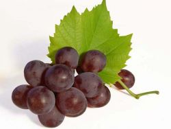 zelo zgodnje grozdje