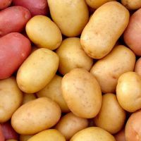 časné odrůdy brambor 2
