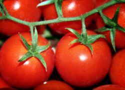 brzy zralé odrůdy rajčat pro skleníky