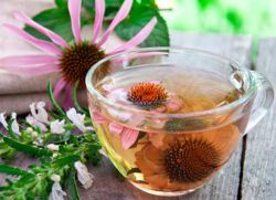 Echinacea na herbatę odpornościową