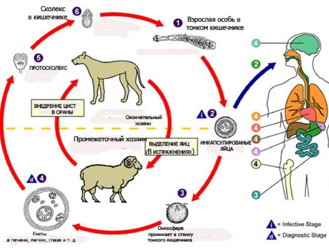 Cykl życia Echinococcus