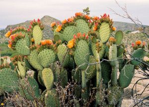 užitni plodovi kaktusa 1