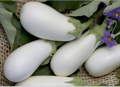 sorte jajčevcev fotografija 7