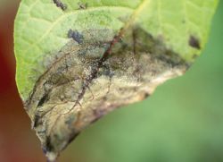 Jajčevec Leaf Disease
