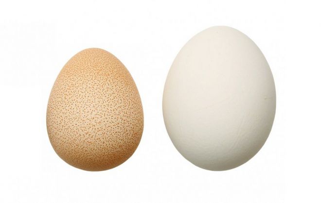 яйце и пиле