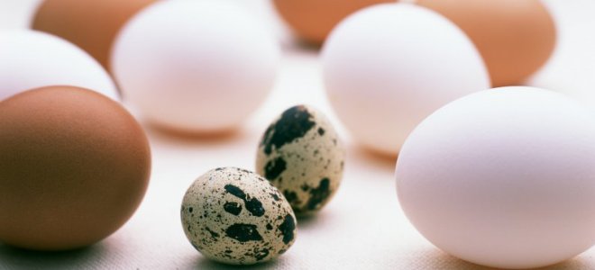 кърмещи яйца