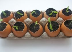 приложението на яйцевидната обвивка в градината