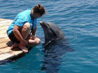 делфин риф eilat10