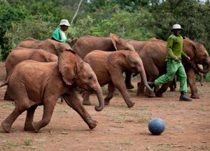 Игры со слонятами