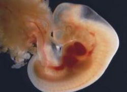 фетус 5 недеља