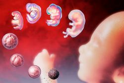 razvoj človeškega zarodka