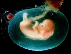 ембрионални период развоја