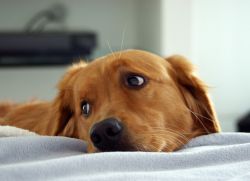 енцефалит при кучета симптоми1