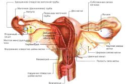 endometrioidní cysty vaječníků