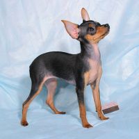Toy Toy Terrier Английски