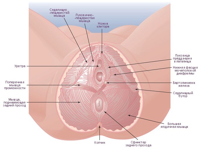 vaginalni vhod