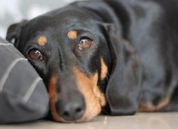 Enteritida u psů se symptomy a léčbou1