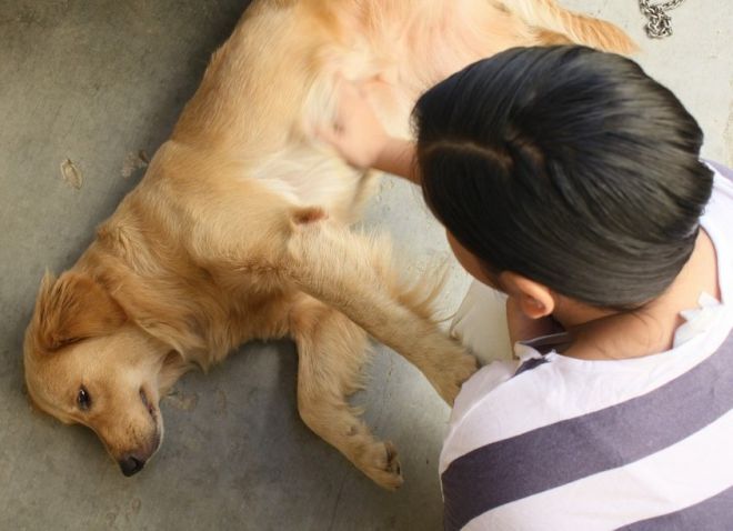 как помочь собаке при эпилепсии