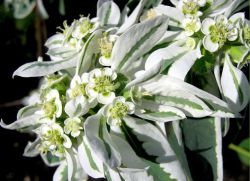 Euphorbia skrb za cvetje