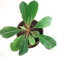 Euphorbia euphorbia