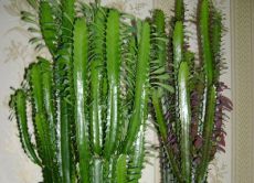 Euphorbia грижи