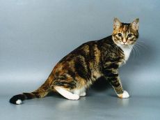 европейски късокосмат котка цвят