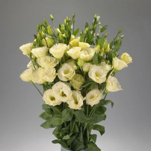 Eustoma raste iz semena2