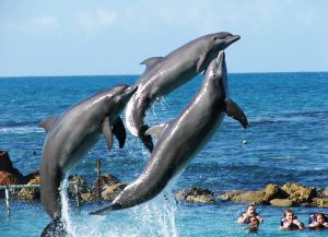 Шоу дельфинов в Очо-Риос