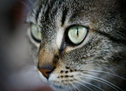 Oční kapky pro kočky1