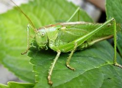 Strah pred insekti fobijo