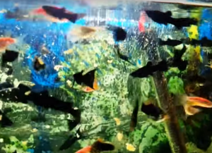 hrana za akvarijske ribe naredi sami11
