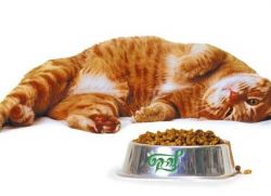Prémiové kočkové krmivo