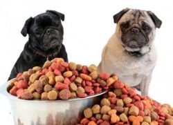 Potraviny pro prémiové psy: hodnocení1