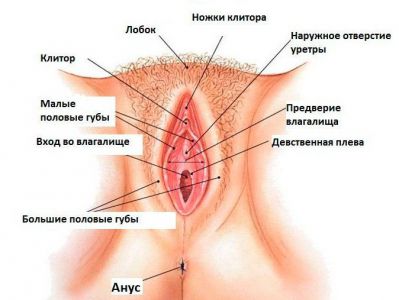 женски репродуктивни систем 2