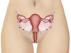 ženská vagina
