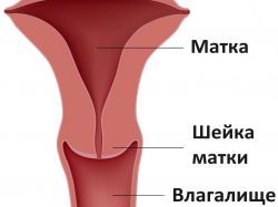 žensku vaginu