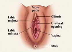 što izgleda vulva