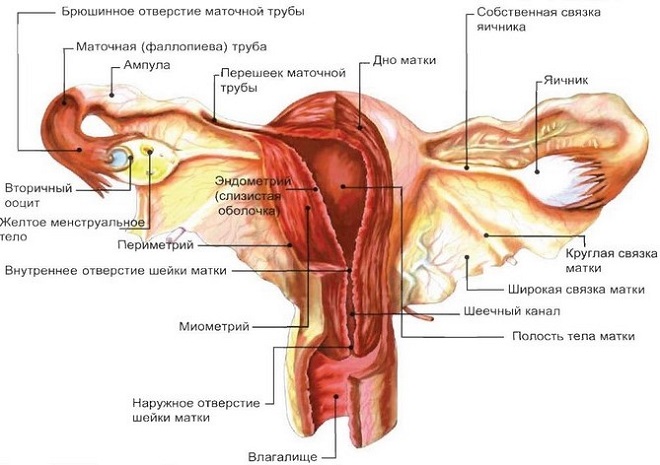 struktura ženského dělohy