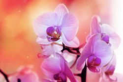 ђубриво за цветање орхидеје