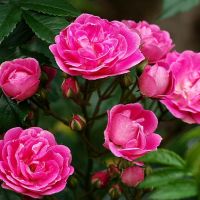dusíkaté hnojivo pro růže