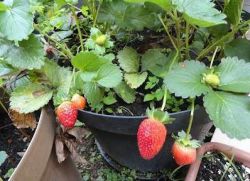 jaký druh hnojiva je zapotřebí pro jahody