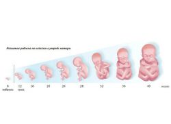 formiranje fetusa po tjednu
