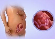 fetalni razvoj 24 tednov