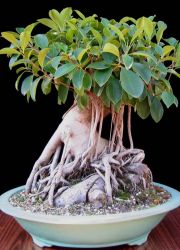 bonsai ficus benjamina