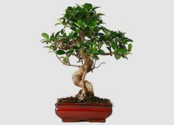 ficus bonsai péče