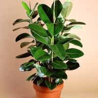 Ficus robusta грижи