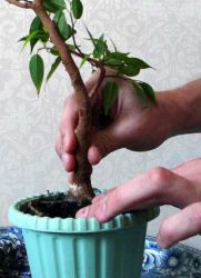 Ficus péče a transplantace