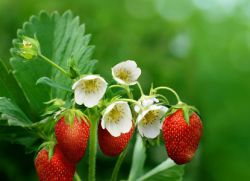 хранителни вещества в ягоди